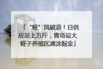 “蛏”风破浪！日供应量上万斤，青岛最大蛏子养殖区滩涂掘金