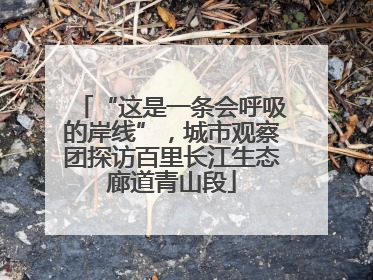 “这是一条会呼吸的岸线”，城市观察团探访百里长江生态廊道青山段