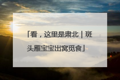 看，这里是肃北｜斑头雁宝宝出窝觅食