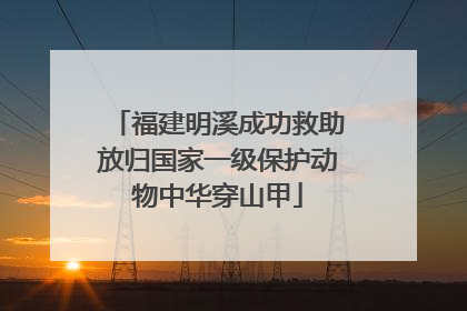 福建明溪成功救助放归国家一级保护动物中华穿山甲