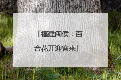 福建闽侯：百合花开迎客来