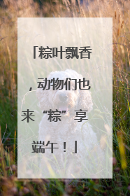 粽叶飘香，动物们也来“粽”享端午！