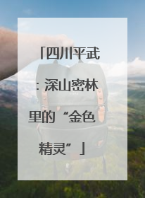 四川平武：深山密林里的“金色精灵”