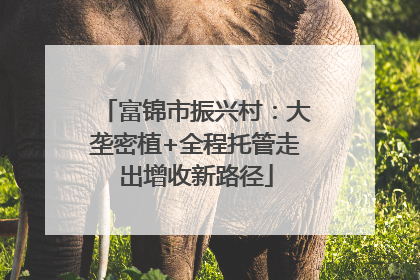 富锦市振兴村：大垄密植+全程托管走出增收新路径