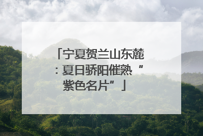 宁夏贺兰山东麓：夏日骄阳催熟“紫色名片”