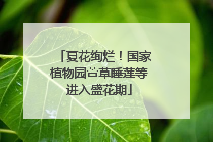 夏花绚烂！国家植物园萱草睡莲等进入盛花期