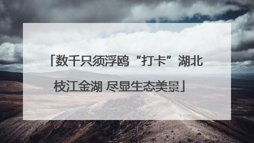 数千只须浮鸥“打卡”湖北枝江金湖 尽显生态美景