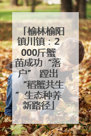 榆林榆阳镇川镇：2000斤蟹苗成功“落户” 蹚出“稻蟹共生”生态种养新路径