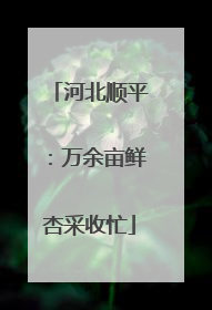 河北顺平：万余亩鲜杏采收忙