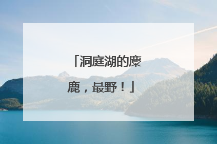 洞庭湖的麋鹿，最野！