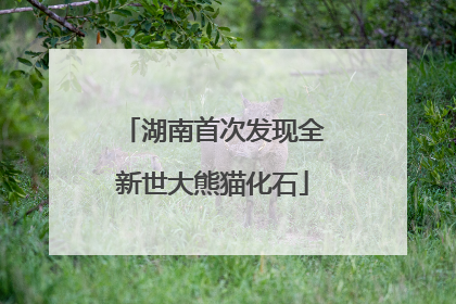 湖南首次发现全新世大熊猫化石