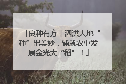 良种有方丨泗洪大地“种”出美妙，铺就农业发展金光大“稻”！