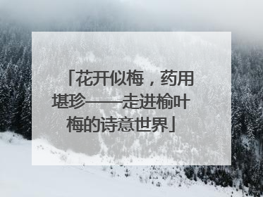 花开似梅，药用堪珍——走进榆叶梅的诗意世界