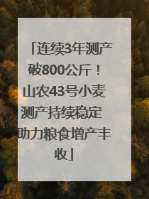 连续3年测产破800公斤！山农43号小麦测产持续稳定 助力粮食增产丰收