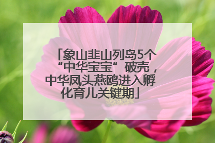 象山韭山列岛5个“中华宝宝”破壳，中华凤头燕鸥进入孵化育儿关键期