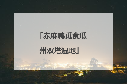 赤麻鸭觅食瓜州双塔湿地