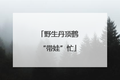野生丹顶鹤“带娃”忙